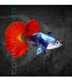Guppy Macho Dumbo Rojo 2-2.5cm | Poecilia reticulata
