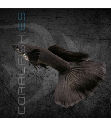 Guppy Macho Full Black 2.5-3 cm | Poecilia reticulata