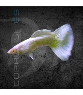 Guppy Macho Platinum 3-3.5 cm | Poecilia reticulata