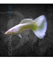 Guppy Macho Platinum 3-3.5 cm | Poecilia reticulata