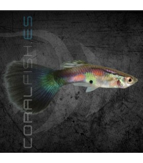 Guppy Macho Purple Queen 3-3.5 cm | Poecilia reticulata