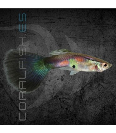 Guppy Macho Purple Queen 3-3.5 cm | Poecilia reticulata