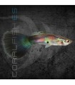 Guppy Macho Purple Queen 3-3.5 cm | Poecilia reticulata