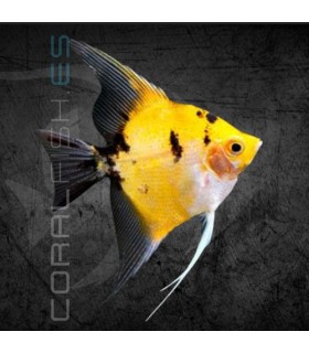 Escalar Full Orange Koi 3-4 cm | Pterophyllum scalare