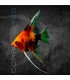 Escalar Red Devil Mármol 3-3.5 cm | Pterophyllum scalare