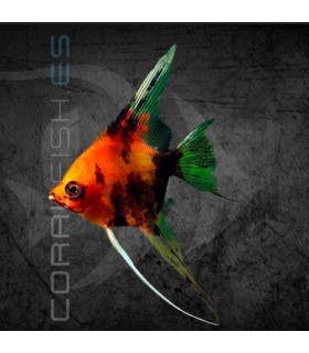 Escalar Red Devil Mármol 3-3.5 cm | Pterophyllum scalare