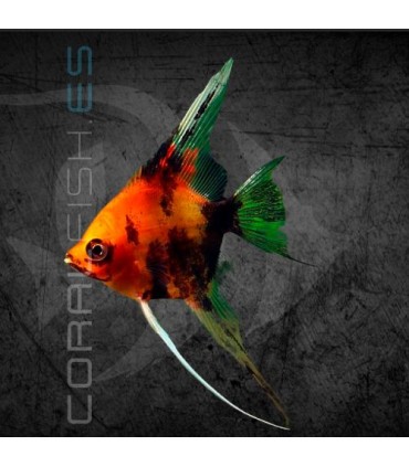 Escalar Red Devil Mármol 3-3.5 cm | Pterophyllum scalare