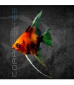 Escalar Red Devil Mármol 3-3.5 cm | Pterophyllum scalare
