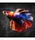 Betta Macho Media Luna Koi 4-5cm | Betta splendens