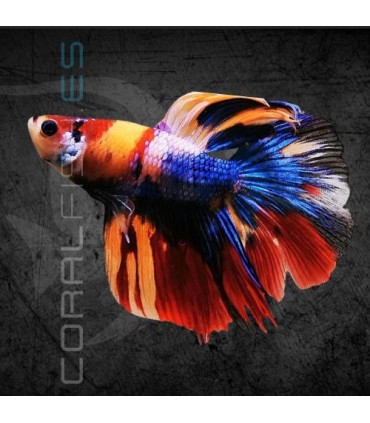 Betta Macho Media Luna Koi 4-5cm | Betta splendens