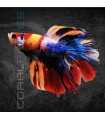 Betta Macho Media Luna Koi 4-5cm | Betta splendens