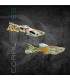 Guppy Endler Macho Surtido | Poecilia wingei
