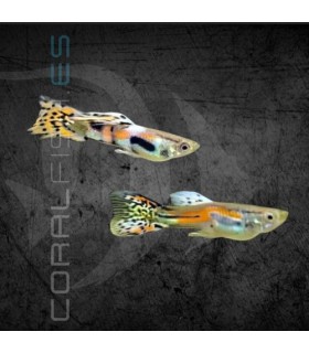 Guppy Endler Macho Surtido | Poecilia wingei