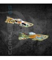 Guppy Endler Macho Surtido | Poecilia wingei