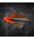 Apistograma agassizii Doble Rojo L | Apistogramma agassizii