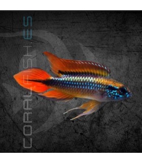 Apistograma agassizii Doble Rojo L | Apistogramma agassizii