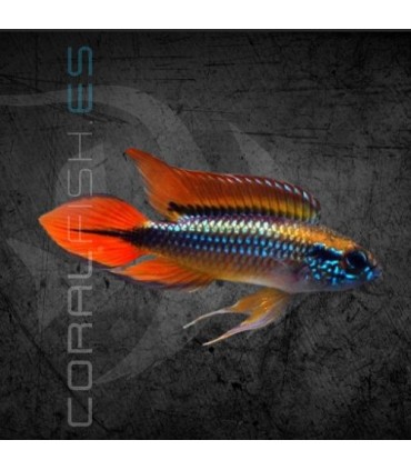 Apistograma agassizii Doble Rojo L | Apistogramma agassizii