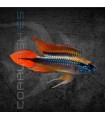 Apistograma agassizii Doble Rojo L | Apistogramma agassizii