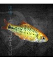 Barbo Oro 4-5 cm | Puntius semifasciolatus