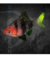 Barbo Rubi 3-4 cm | Puntius nigrofasciatus