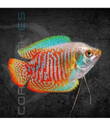 Colisa lalia Macho 5-6 cm | Trichogaster lalia