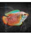 Colisa lalia Macho 5-6 cm | Trichogaster lalia