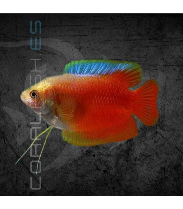 Colisa Roja Sunset Macho 5-6 cm | Trichogaster lalia