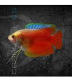 Colisa Roja Sunset Macho 5-6 cm | Trichogaster lalia