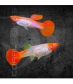 Guppy Koi Albino 2.5-3.5 cm | Poecilia reticulata