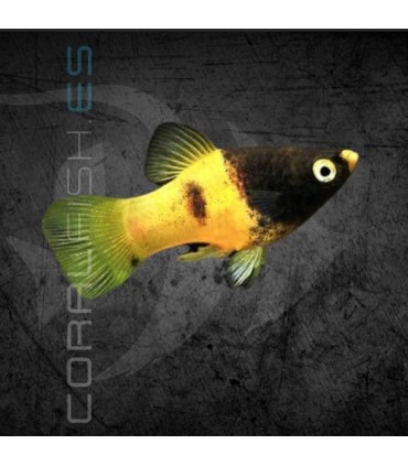 Platy Coral Abeja 2.5-3.5 cm | Xiphophorus maculatus