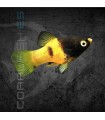 Platy Coral Abeja 2.5-3.5 cm | Xiphophorus maculatus