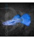 Guppy Macho Blue Gass 3.5-4 cm | Poecilia reticulata