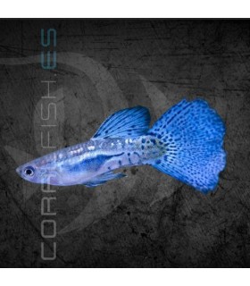 Guppy Macho Blue Gass 3.5-4 cm | Poecilia reticulata