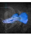 Guppy Macho Blue Gass 3.5-4 cm | Poecilia reticulata