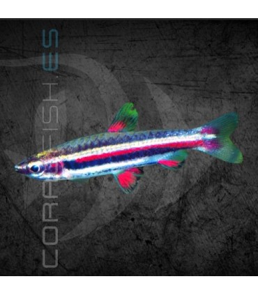 Pez Lápiz Enano 2.5-3 cm | Nannostomus marginatus