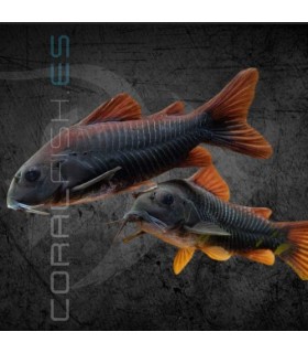 Corydora Black Venezuela 2.5-3.5 cm | Corydoras aeneus