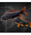 Corydora Black Venezuela 2.5-3.5 cm | Corydoras aeneus
