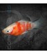 Platy Tigre 3-4cm | Xiphophorus maculatus