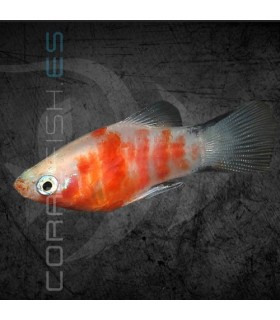 Platy Tigre 3-4cm | Xiphophorus maculatus
