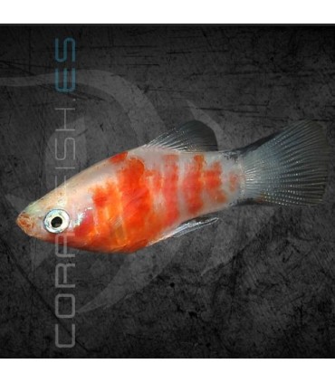 Platy Tigre 3-4cm | Xiphophorus maculatus