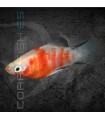 Platy Tigre 3-4cm | Xiphophorus maculatus