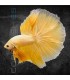 Betta Macho Media Luna Golden 4-5 cm | Betta splendens