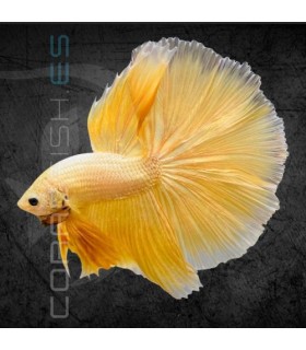 Betta Macho Media Luna Golden 4-5 cm | Betta splendens