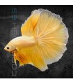 Betta Macho Media Luna Golden 4-5 cm | Betta splendens