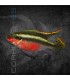 Kribensis Super Rojo 4-5 cm | Pelvicachromis pulcher