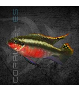 Kribensis Super Rojo 4-5 cm | Pelvicachromis pulcher