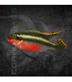 Kribensis Super Rojo 4-5 cm | Pelvicachromis pulcher