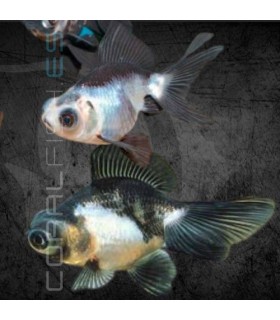 Telescópico Panda 5 cm | Carassius auratus