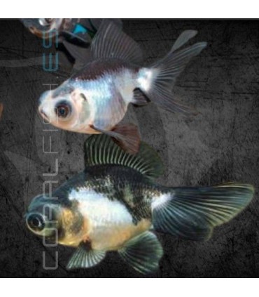 Telescópico Panda 5 cm | Carassius auratus