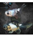 Telescópico Panda 5 cm | Carassius auratus